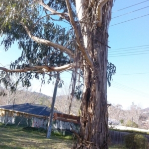 Eucalyptus globulus subsp. bicostata at Red Hill to Yarralumla Creek - 2 Jun 2017