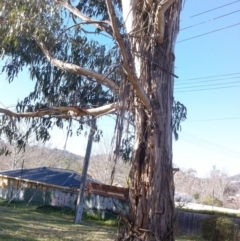 Eucalyptus globulus subsp. bicostata at Garran, ACT - 2 Jun 2017