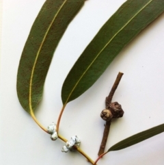 Eucalyptus globulus subsp. bicostata at Garran, ACT - 2 Jun 2017
