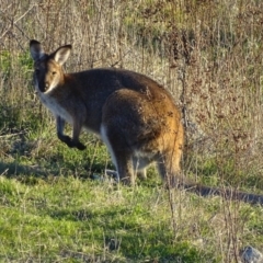 Notamacropus rufogriseus (Red-necked Wallaby) at Red Hill Nature Reserve - 31 May 2017 by roymcd