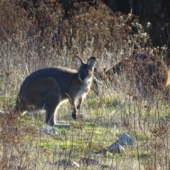 Notamacropus rufogriseus at Garran, ACT - 31 May 2017