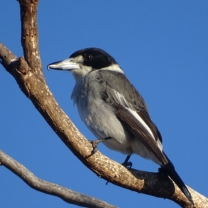 Cracticus torquatus at Garran, ACT - 2 Jun 2017