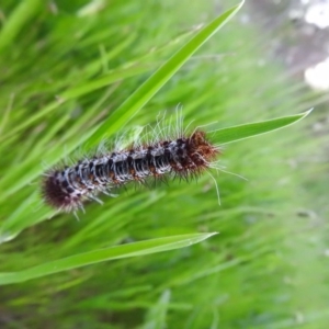 Chelepteryx collesi at Gowrie, ACT - 3 Nov 2016 07:28 PM