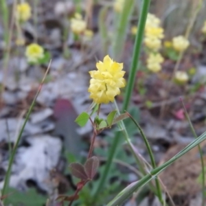 Trifolium campestre at Gowrie, ACT - 3 Nov 2016