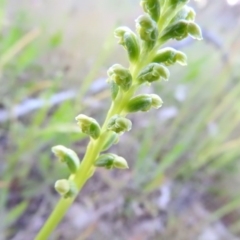 Microtis unifolia (Common Onion Orchid) at Gowrie, ACT - 3 Nov 2016 by ArcherCallaway