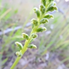 Microtis unifolia (Common Onion Orchid) at Gowrie, ACT - 3 Nov 2016 by RyuCallaway