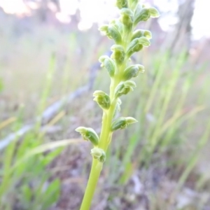 Microtis unifolia at Gowrie, ACT - suppressed