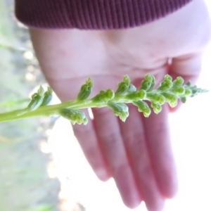 Microtis unifolia at Gowrie, ACT - 3 Nov 2016