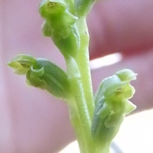 Microtis unifolia at Gowrie, ACT - suppressed