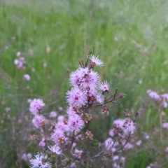 Kunzea parvifolia (Violet Kunzea) at Fadden, ACT - 3 Nov 2016 by ArcherCallaway