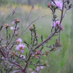 Kunzea parvifolia at Fadden, ACT - 3 Nov 2016 07:38 PM