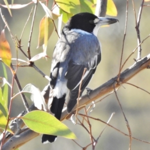 Cracticus torquatus at O'Malley, ACT - 3 Jun 2017