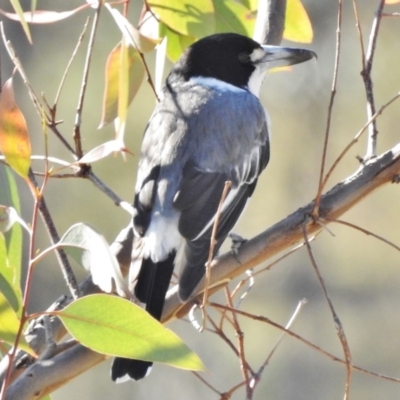 Cracticus torquatus (Grey Butcherbird) at Mount Mugga Mugga - 3 Jun 2017 by JohnBundock