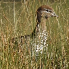 Chenonetta jubata (Australian Wood Duck) at Mount Mugga Mugga - 30 May 2017 by JohnBundock