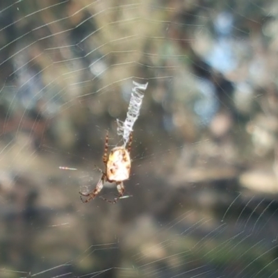 Plebs eburnus (Eastern bush orb-weaver) at O'Malley, ACT - 3 Jun 2017 by Mike