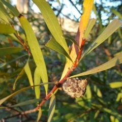 Hakea salicifolia at O'Malley, ACT - 3 Jun 2017 04:26 PM