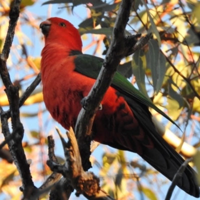 Alisterus scapularis (Australian King-Parrot) at Wanniassa, ACT - 3 Jun 2017 by JohnBundock