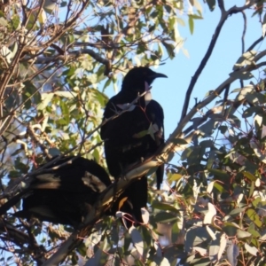 Corcorax melanorhamphos at O'Malley, ACT - 3 Jun 2017 04:18 PM