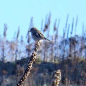 Petroica phoenicea at Isaacs, ACT - 2 Jun 2017 03:22 PM