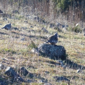 Ocyphaps lophotes at Isaacs, ACT - 2 Jun 2017 03:00 PM