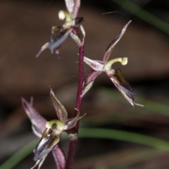 Acianthus exsertus (Large Mosquito Orchid) at ANBG South Annex - 31 May 2017 by DerekC