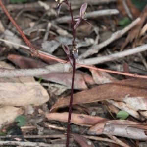 Acianthus exsertus at Acton, ACT - 31 May 2017