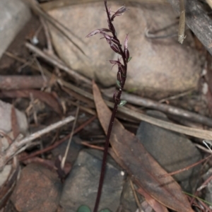 Acianthus exsertus at Acton, ACT - 31 May 2017