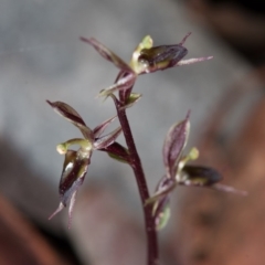 Acianthus exsertus at Acton, ACT - 31 May 2017