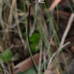 Acianthus exsertus (Large Mosquito Orchid) at Black Mountain - 31 May 2017 by DerekC