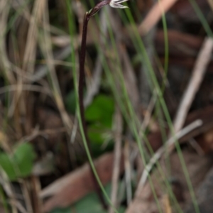 Acianthus exsertus at Acton, ACT - 31 May 2017