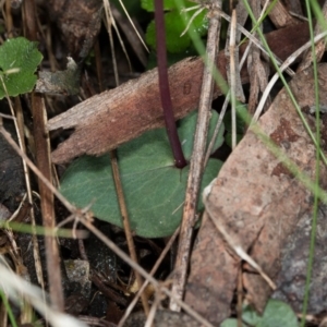 Acianthus exsertus at Acton, ACT - 31 May 2017