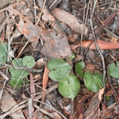 Acianthus exsertus at Acton, ACT - 31 May 2017