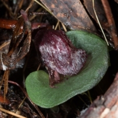 Corysanthes hispida (Bristly Helmet Orchid) at Black Mountain - 31 May 2017 by DerekC