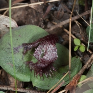 Corysanthes hispida at Acton, ACT - 31 May 2017