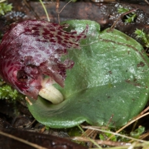 Corysanthes hispida at Acton, ACT - 31 May 2017