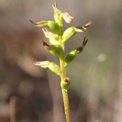 Corunastylis clivicola (Rufous midge orchid) at Bruce, ACT - 27 May 2017 by DerekC