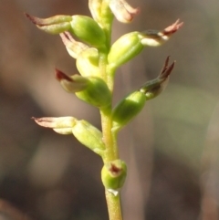 Corunastylis clivicola at Bruce, ACT - 27 May 2017