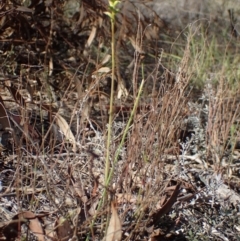 Corunastylis clivicola at Bruce, ACT - suppressed