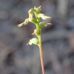 Corunastylis sp. (A Midge Orchid) at Black Mountain - 27 May 2017 by DerekC