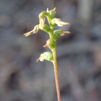 Corunastylis sp. (A Midge Orchid) at Bruce, ACT - 27 May 2017 by DerekC