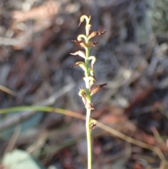 Corunastylis clivicola (Rufous midge orchid) at Aranda Bushland - 27 May 2017 by DerekC