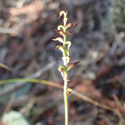 Corunastylis clivicola (Rufous midge orchid) at Aranda Bushland - 27 May 2017 by DerekC