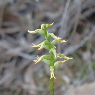 Corunastylis cornuta (Horned Midge Orchid) at Aranda Bushland - 27 May 2017 by DerekC