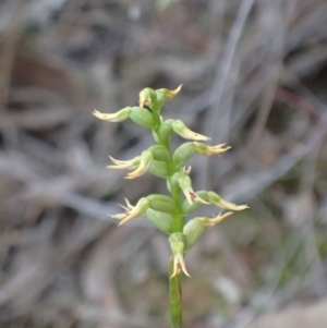 Corunastylis cornuta at Aranda, ACT - 27 May 2017