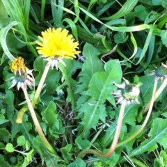 Taraxacum sp. (Dandelion) at Hughes Garran Woodland - 2 Jun 2017 by ruthkerruish