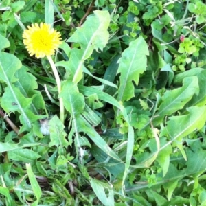 Taraxacum sp. at Hughes, ACT - 3 Jun 2017