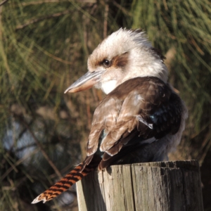 Dacelo novaeguineae at Kambah, ACT - 3 Jun 2017 04:52 PM