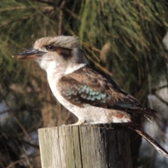 Dacelo novaeguineae at Kambah, ACT - 3 Jun 2017 04:52 PM