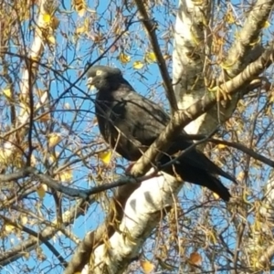 Columba livia at Fisher, ACT - 4 Jun 2017 09:01 AM