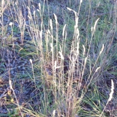 Dactylis glomerata (Cocksfoot) at Garran, ACT - 3 Jun 2017 by ruthkerruish